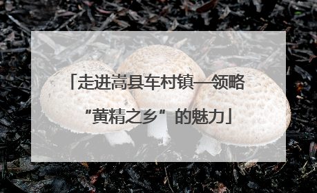走进嵩县车村镇—领略“黄精之乡”的魅力