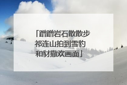 蹭蹭岩石散散步 祁连山拍到雪豹和豺撒欢画面