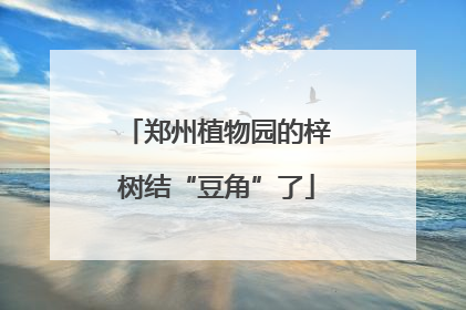 郑州植物园的梓树结“豆角”了