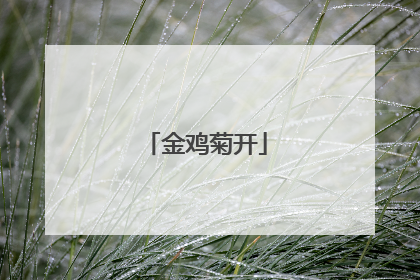 金鸡菊开