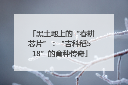 黑土地上的“春耕芯片”：“吉科稻518”的育种传奇