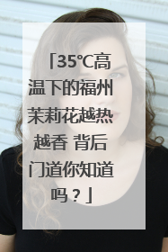 35℃高温下的福州茉莉花越热越香 背后门道你知道吗？